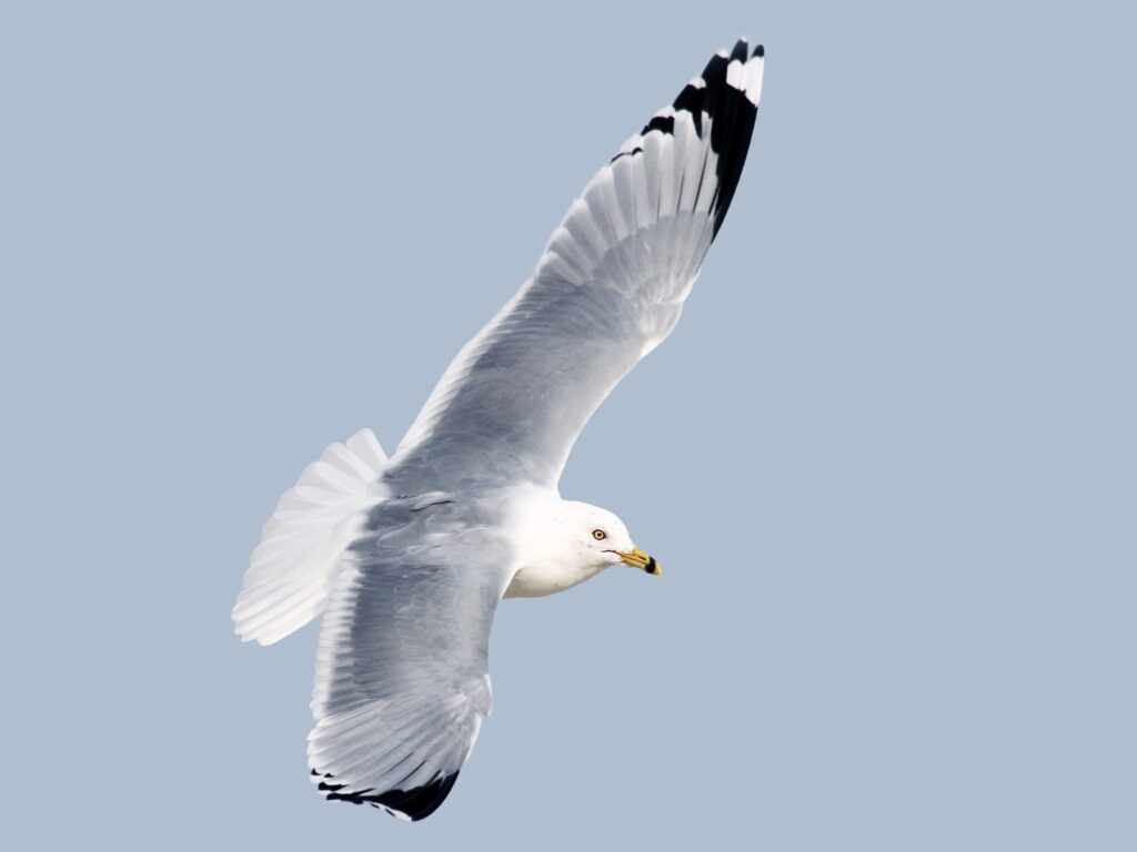 Ring-billed Gull