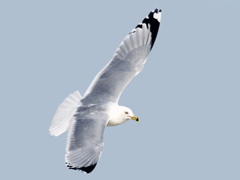 Ring-billed Gull