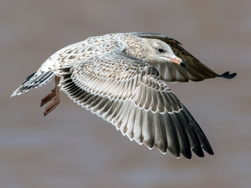 Ring-billed Gull