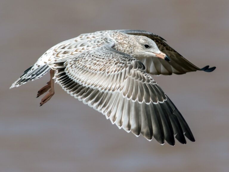 Ring-billed Gull
