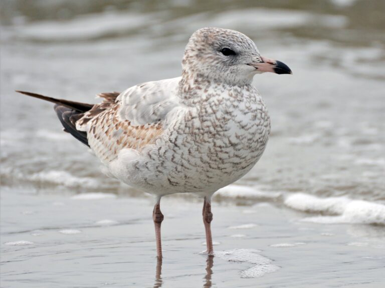 Ring-billed Gull