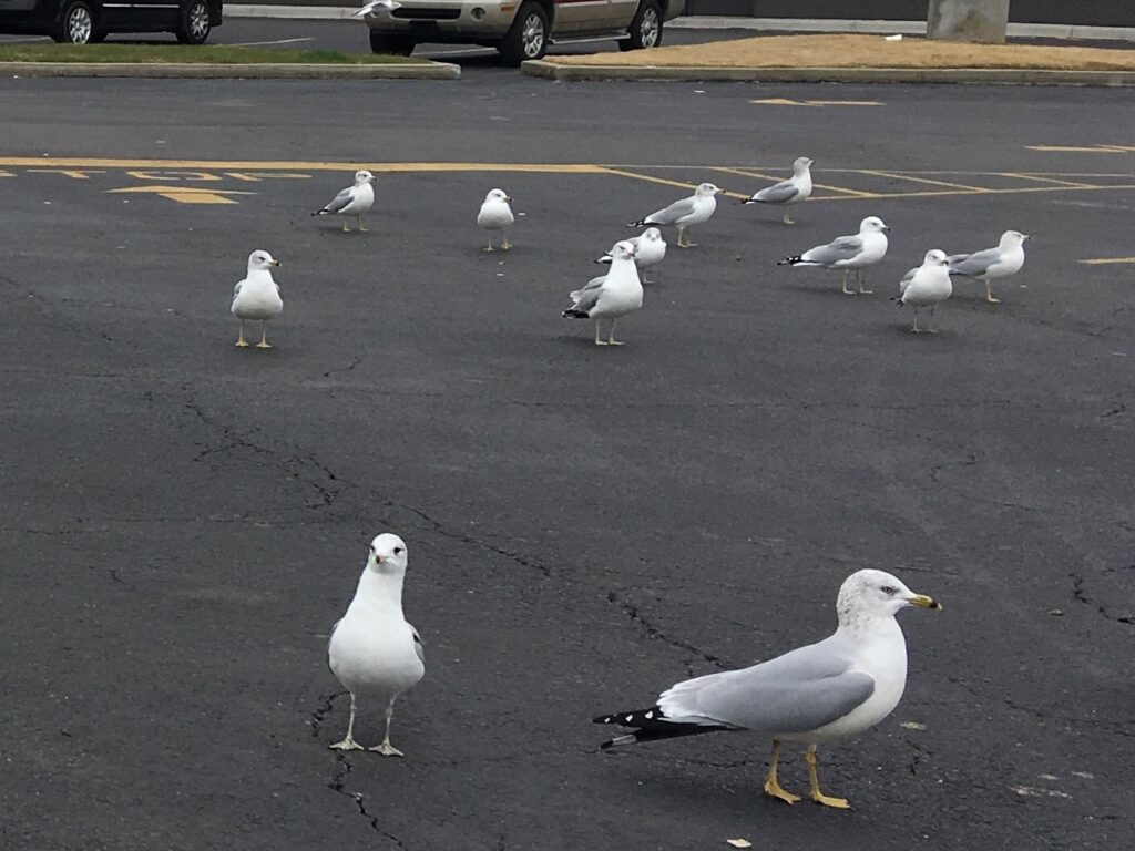 Ring-billed Gull