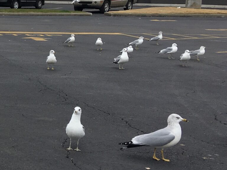 Ring-billed Gull