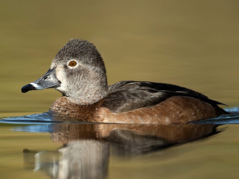 Ring-necked Duck