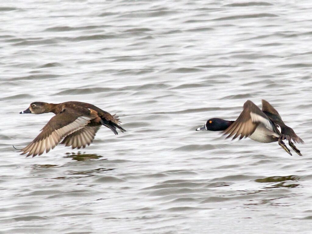 Ring-necked Duck