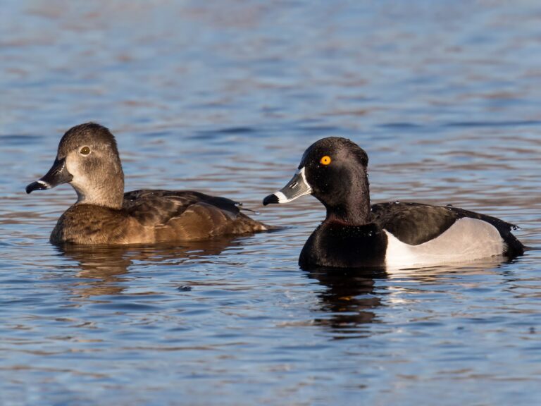 Ring-necked Duck