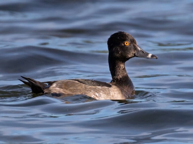 Ring-necked Duck