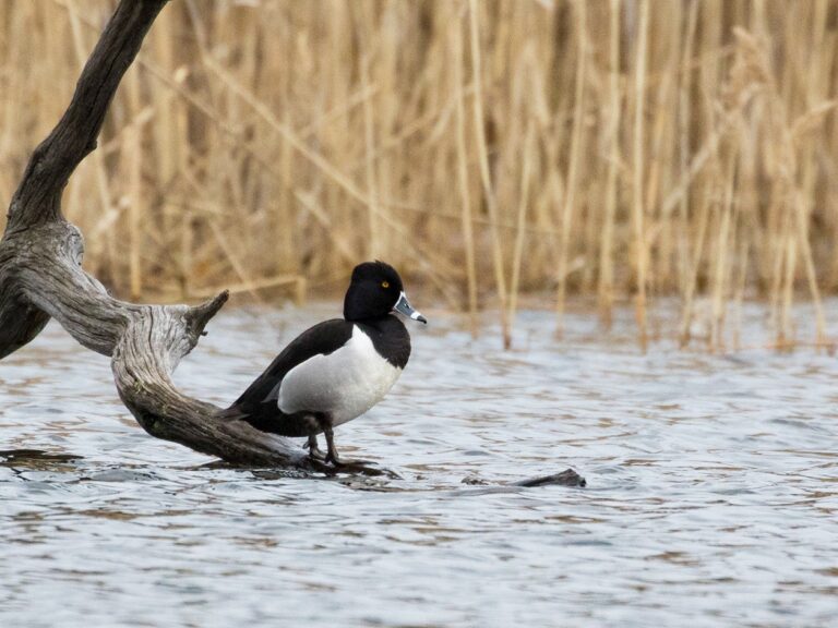 Ring-necked Duck