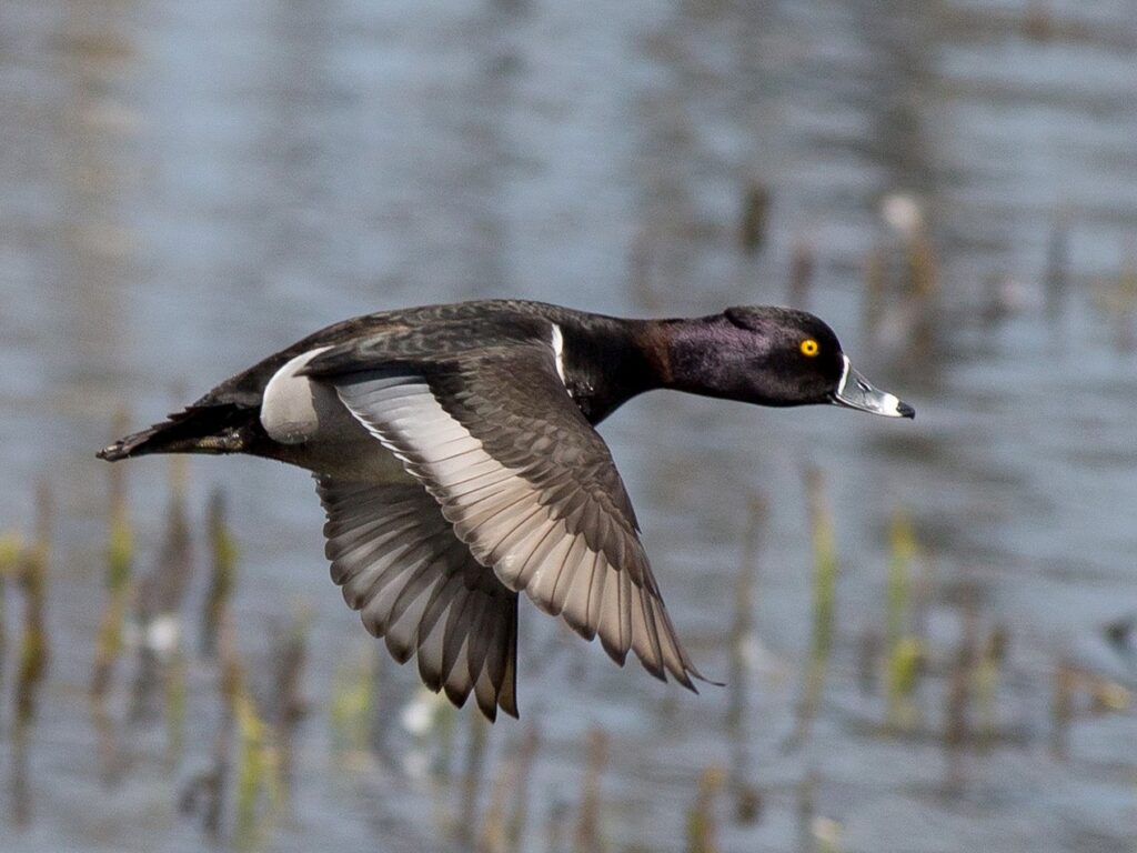 Ring-necked Duck