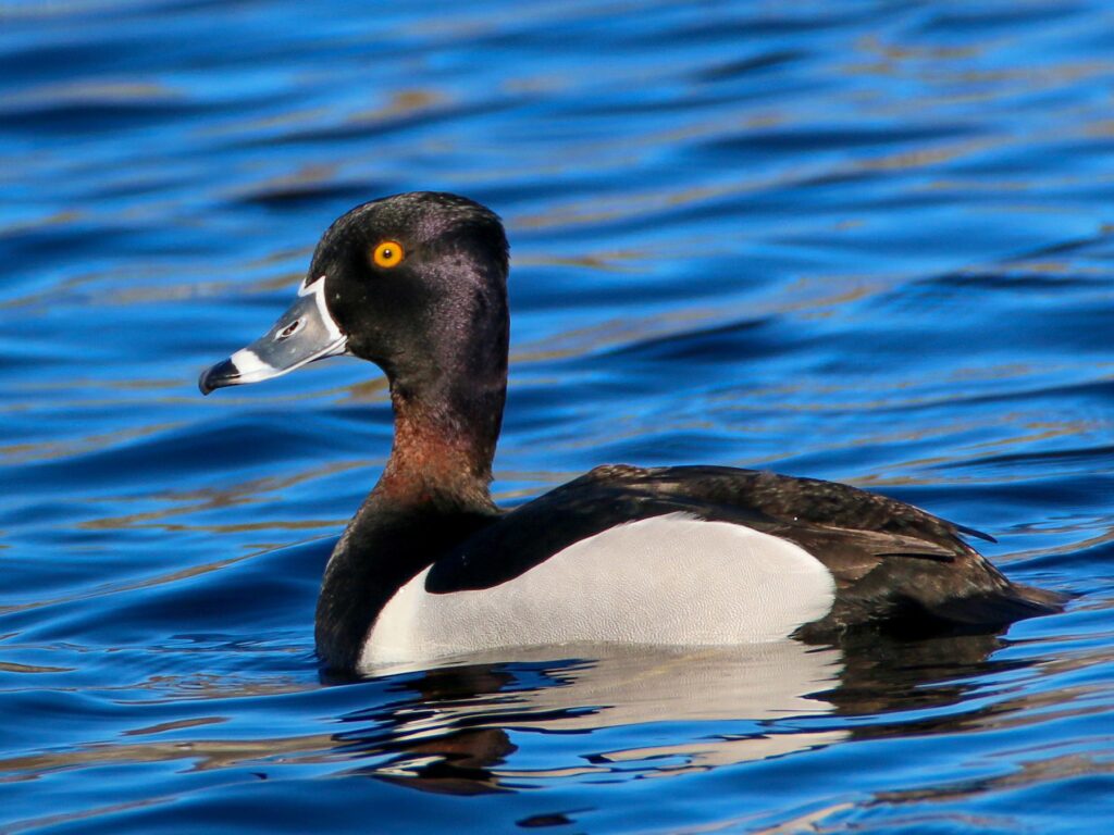 Ring-necked Duck