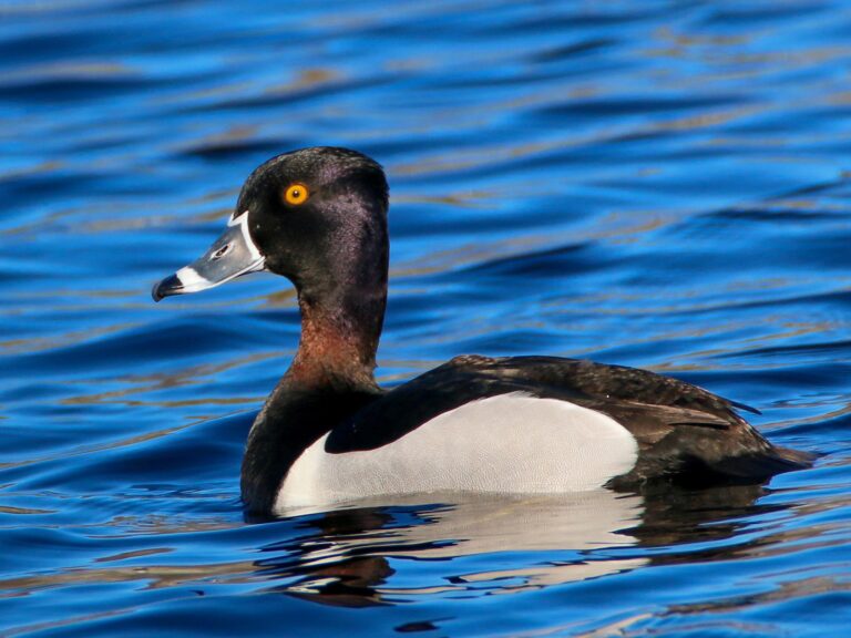 Ring-necked Duck