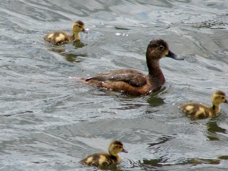 Ring-necked Duck