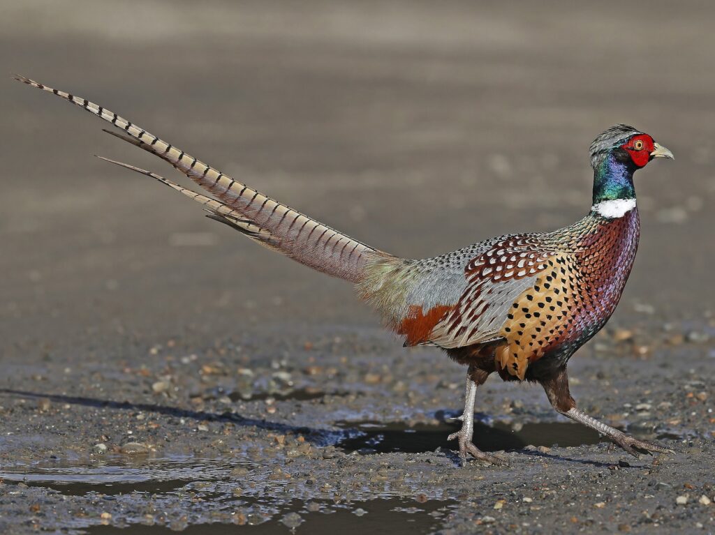 Ring-necked Pheasant