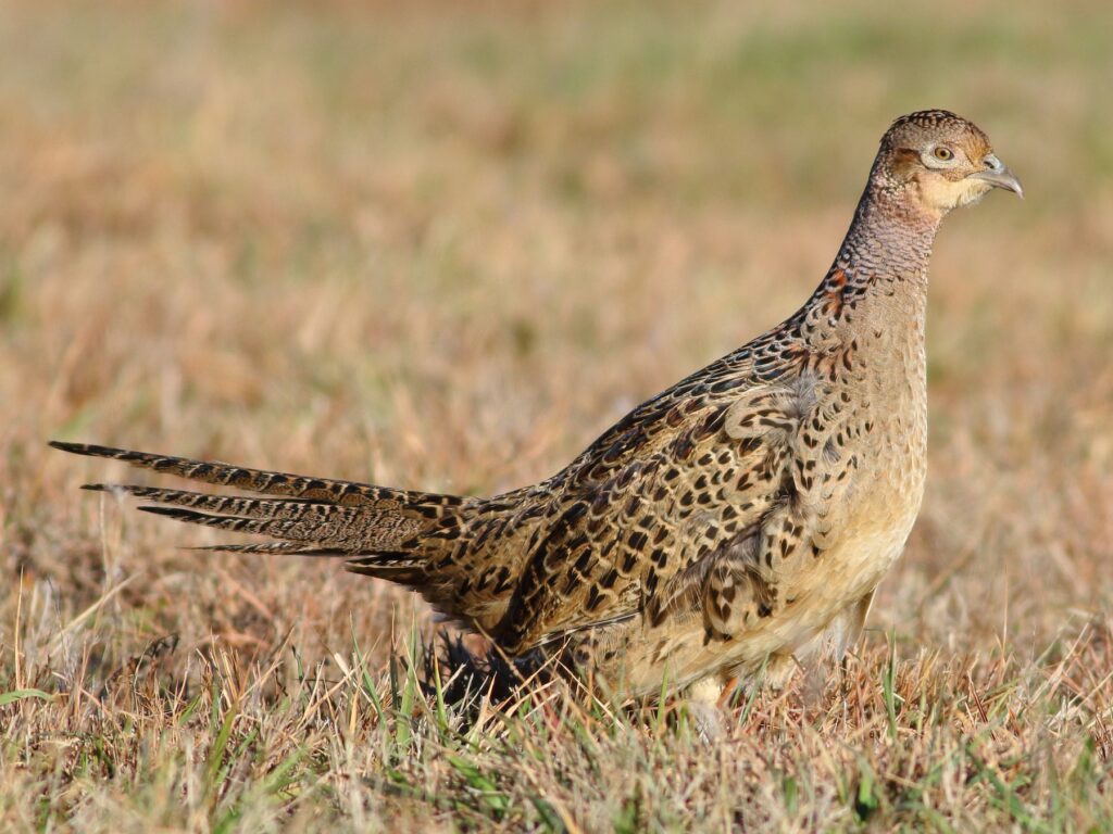Ring-necked Pheasant