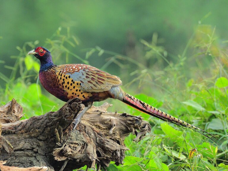 Ring-necked Pheasant