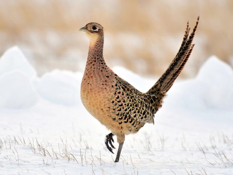 Ring-necked Pheasant