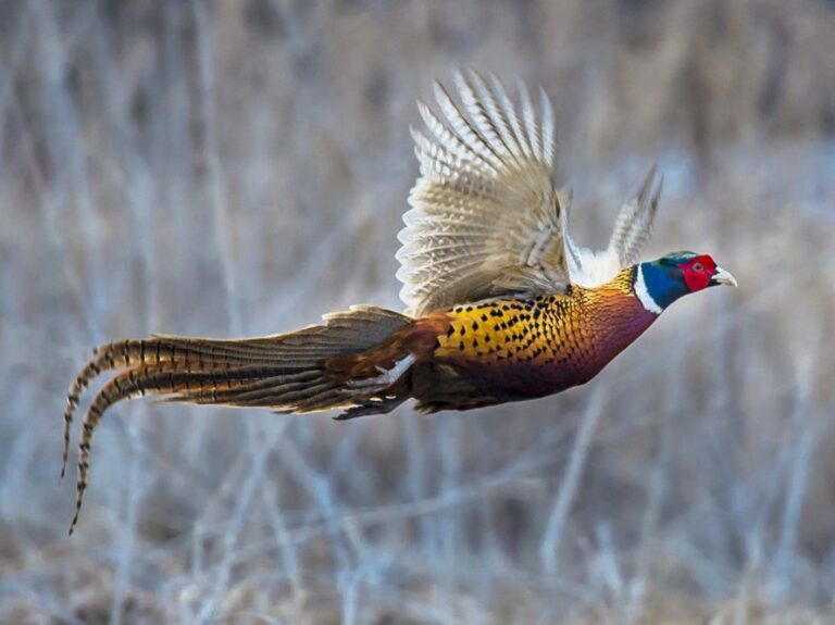 Ring-necked Pheasant