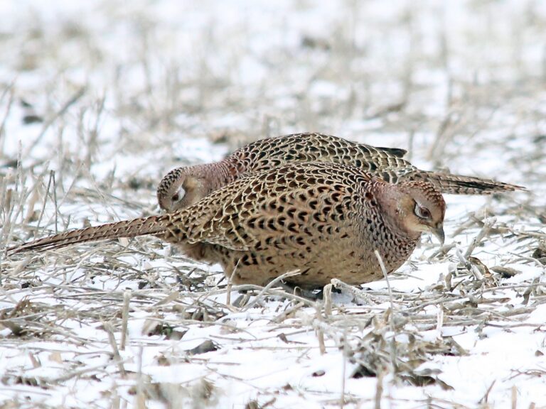 Ring-necked Pheasant