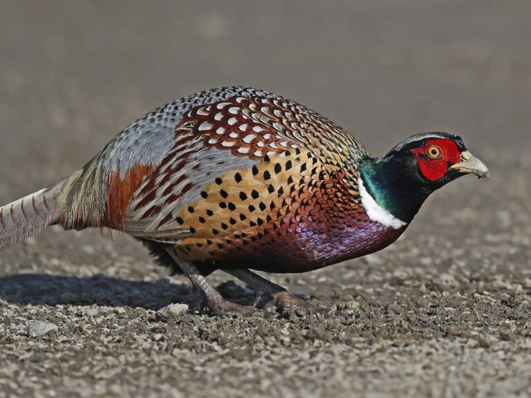 Ring-necked Pheasant