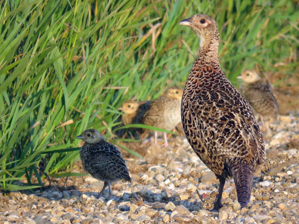 Ring-necked Pheasant