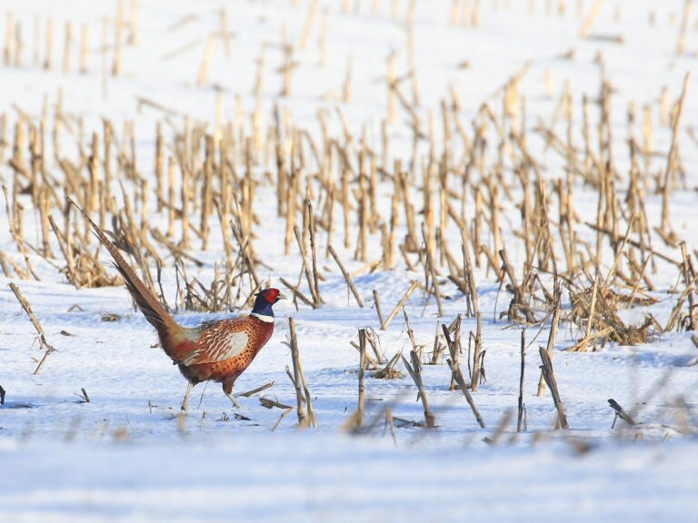Ring-necked Pheasant
