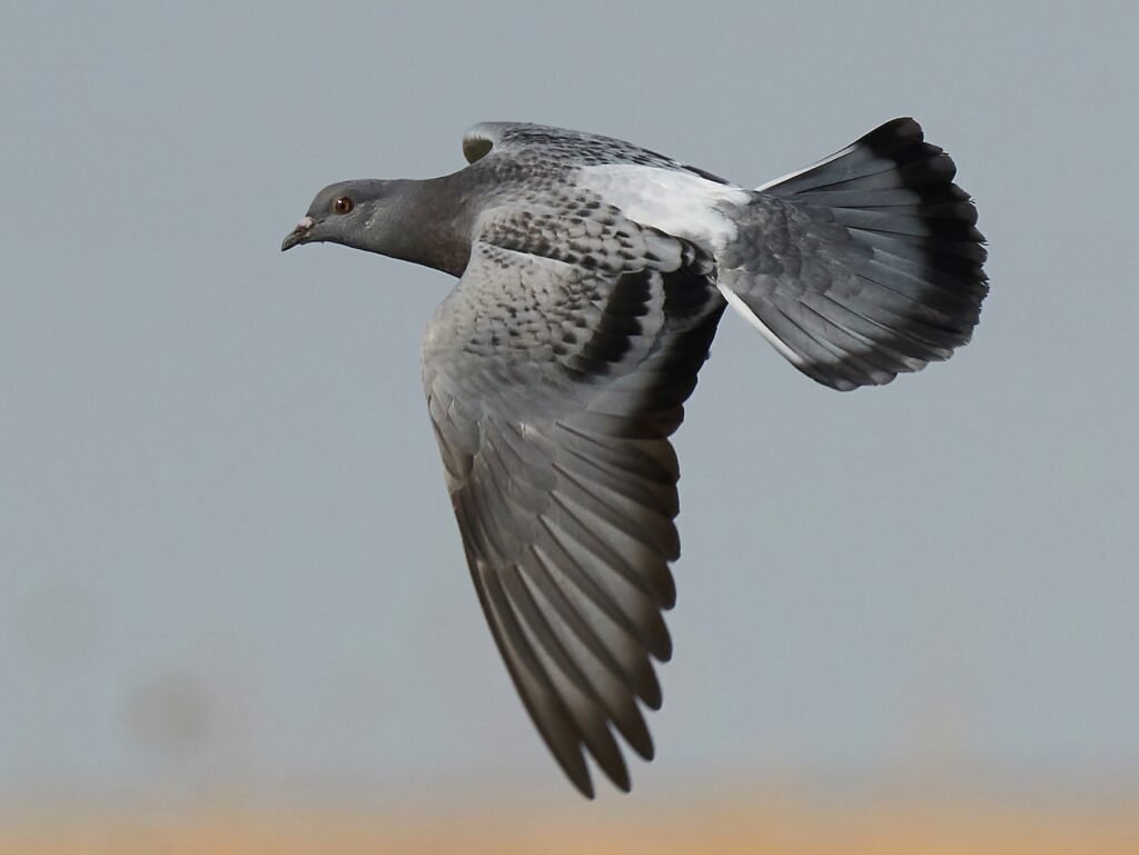 Rock Pigeon
