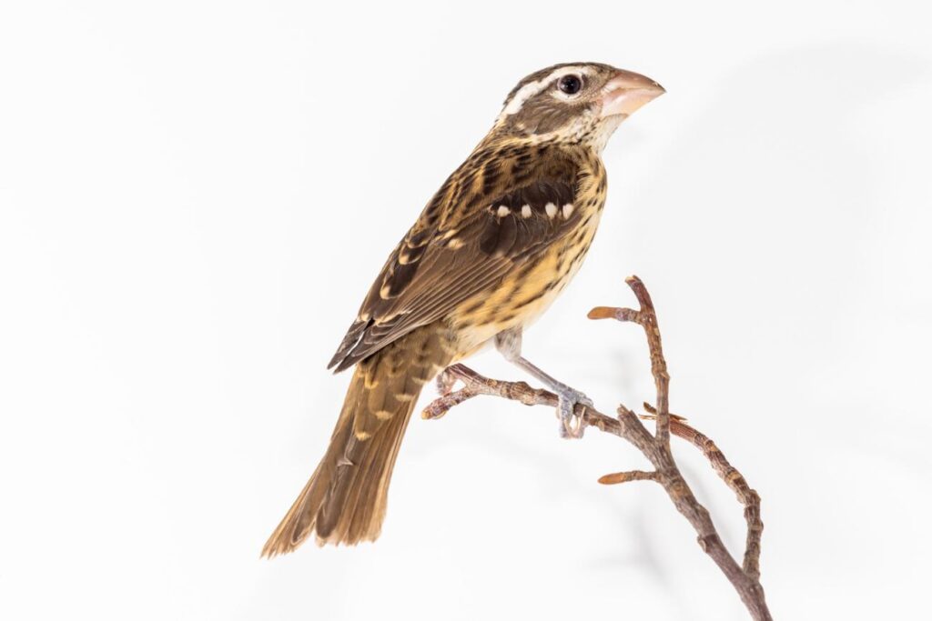 Rose-breasted Grosbeak
