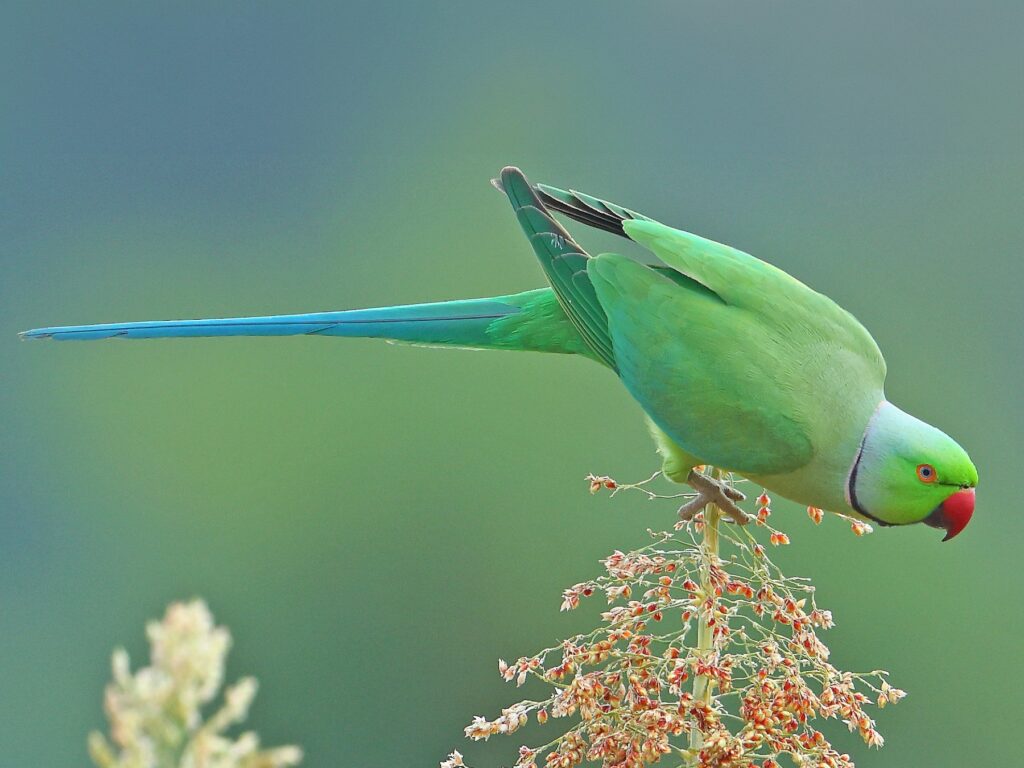 Rose-ringed Parakeet