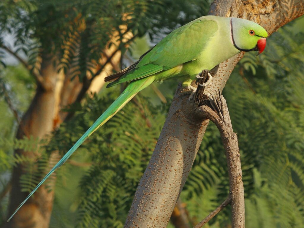 Rose-ringed Parakeet
