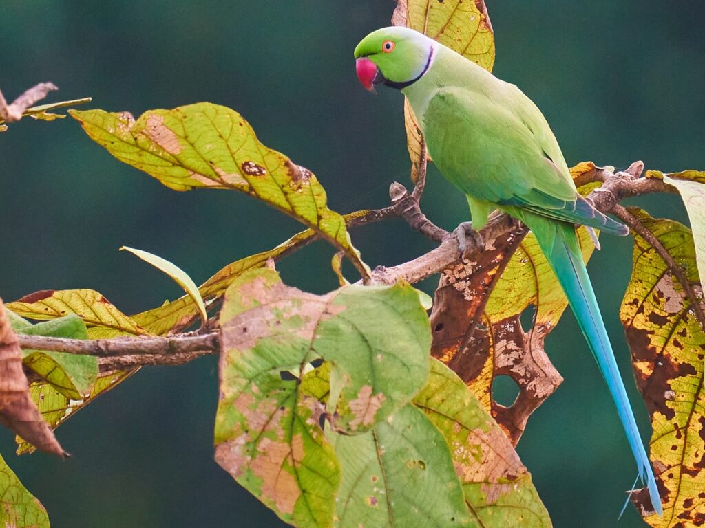 Rose-ringed Parakeet