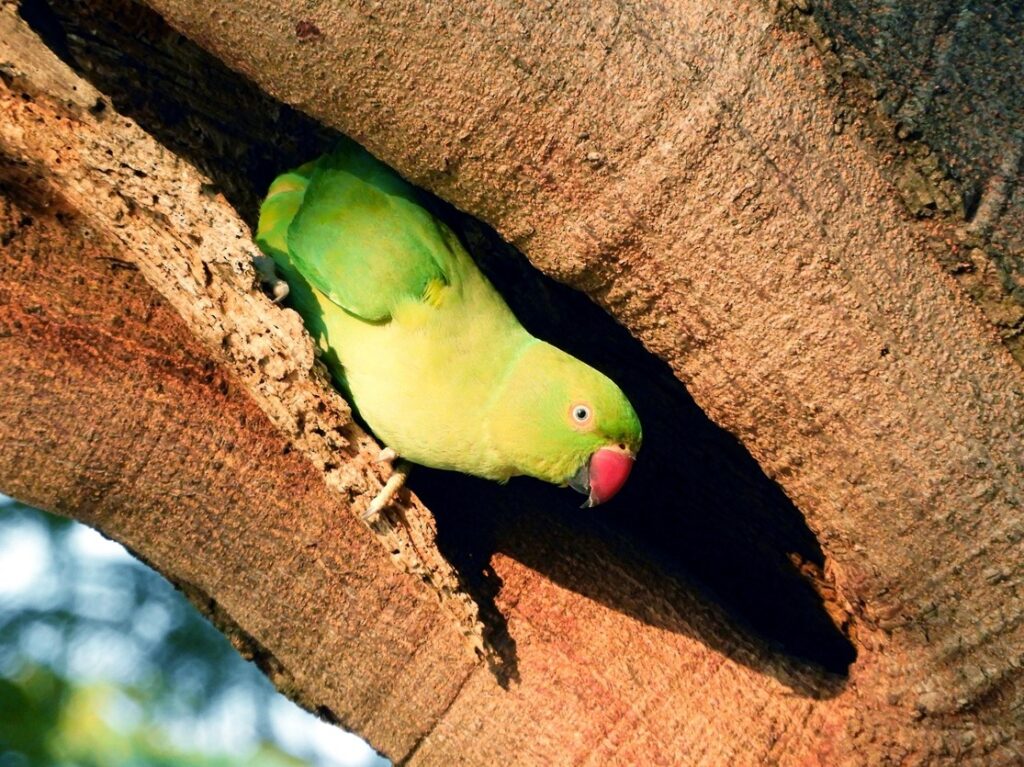Rose-ringed Parakeet