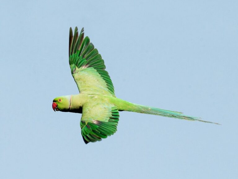 Rose-ringed Parakeet