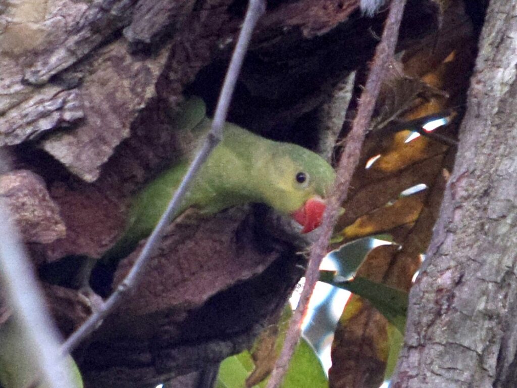 Rose-ringed Parakeet