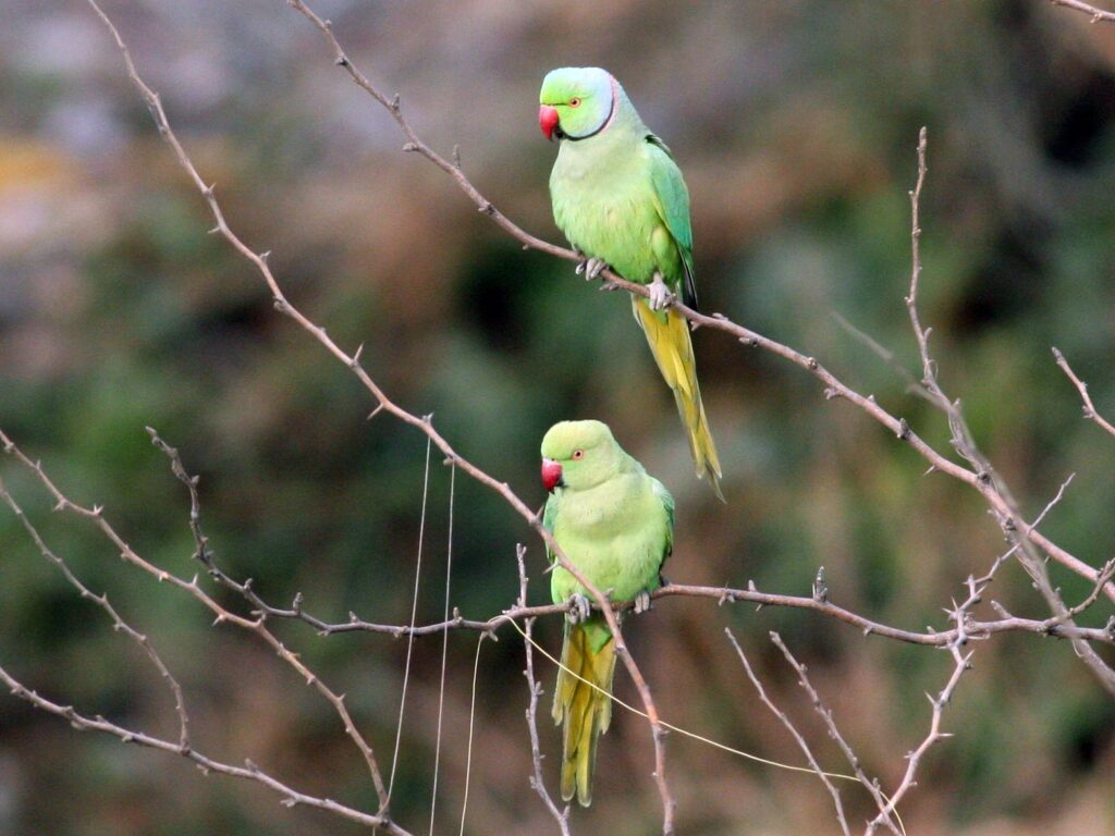 Rose-ringed Parakeet