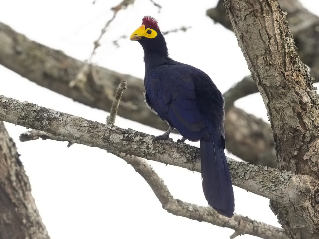 Ross's Turaco