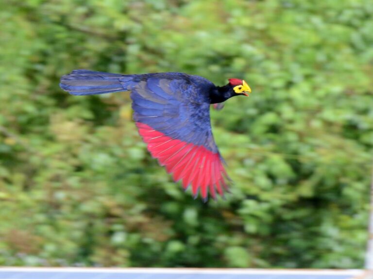 Ross's Turaco