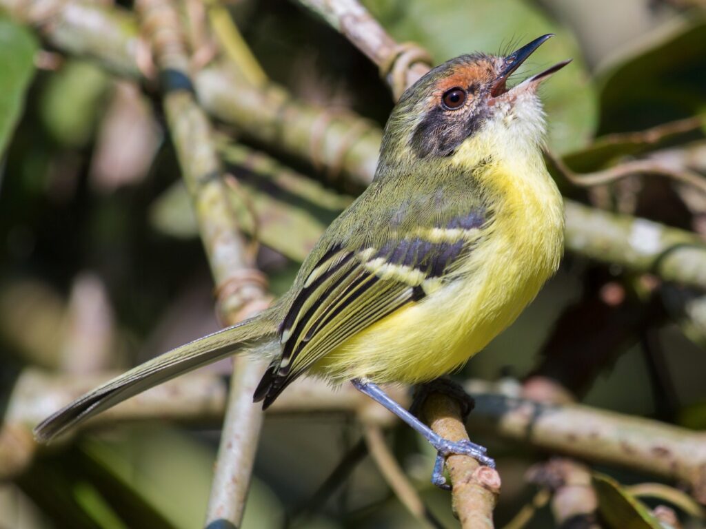 Rufous-lored Tyrannulet