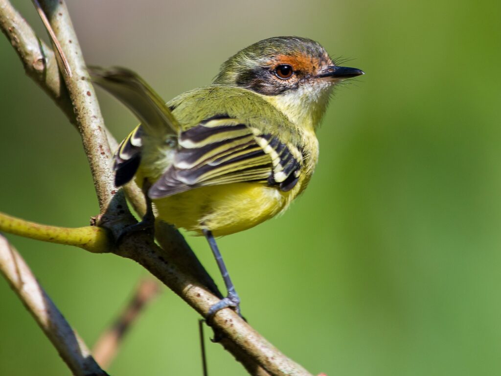 Rufous-lored Tyrannulet