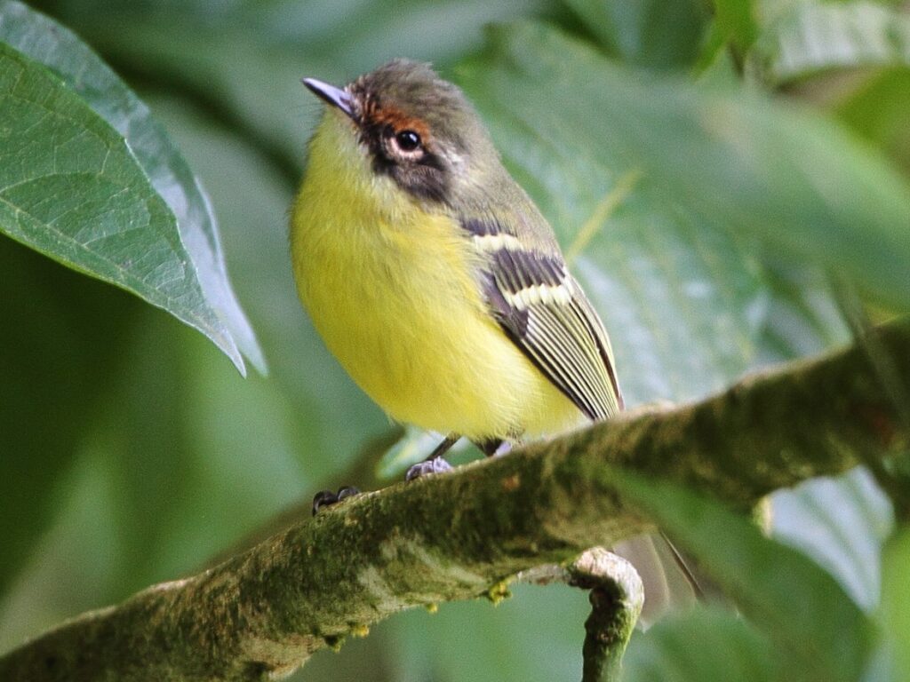 Rufous-lored Tyrannulet