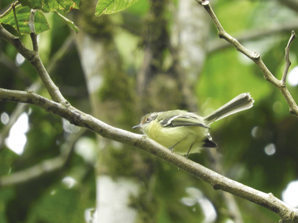 Rufous-lored Tyrannulet