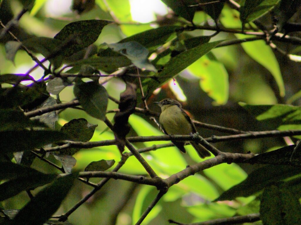 Rufous-lored Tyrannulet