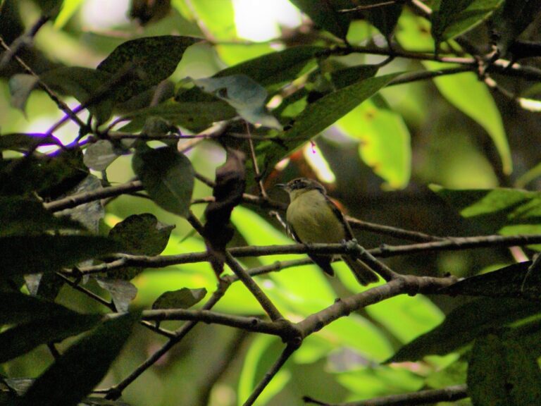 Rufous-lored Tyrannulet