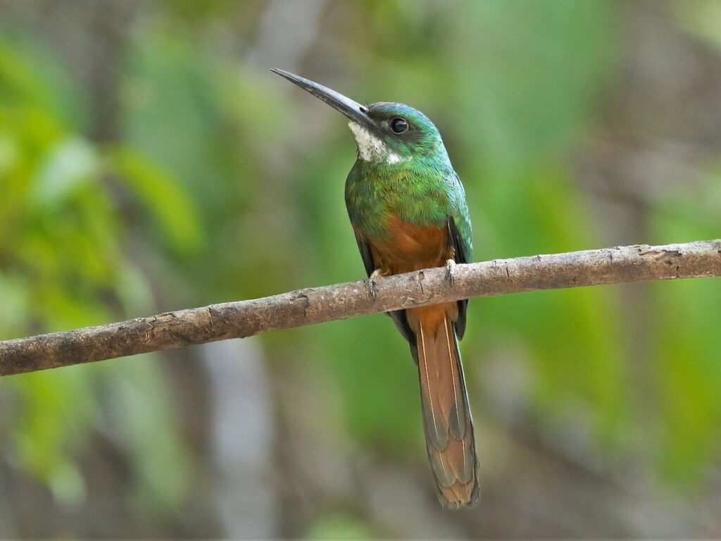 Rufous-tailed Jacamar