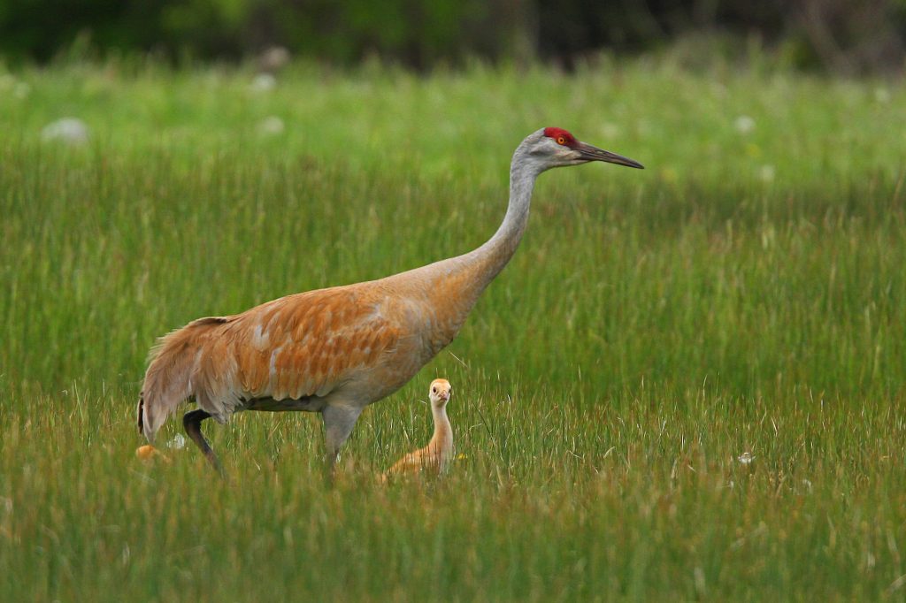 Sandhill Crane
