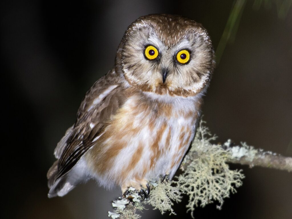 Saw-Whet Owl
