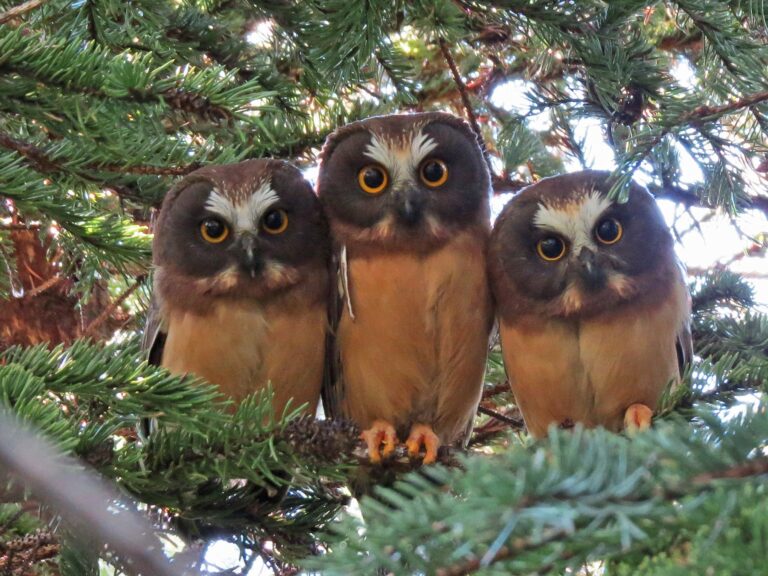 Saw-Whet Owl