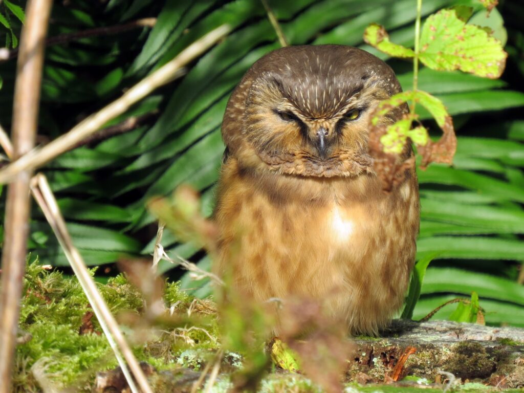 Saw-Whet Owl
