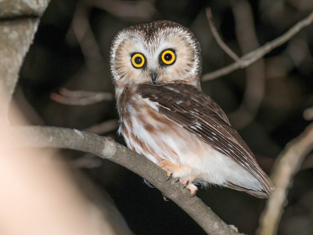 Saw-Whet Owl