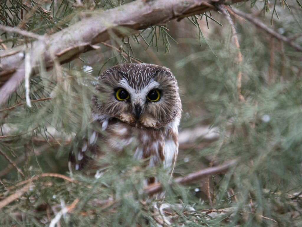 Saw-Whet Owl