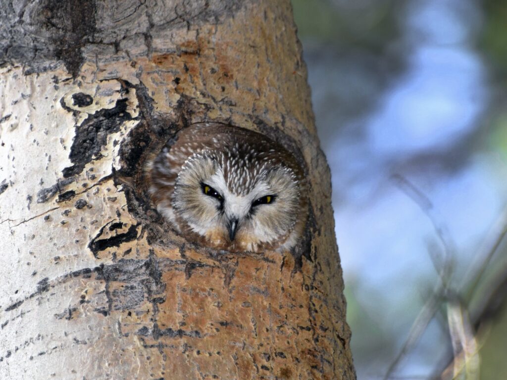Saw-Whet Owl